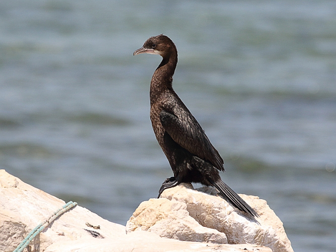 J16_1896 Pygmy Cormorant.jpg